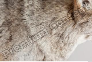 Wolf fur photo reference 0004